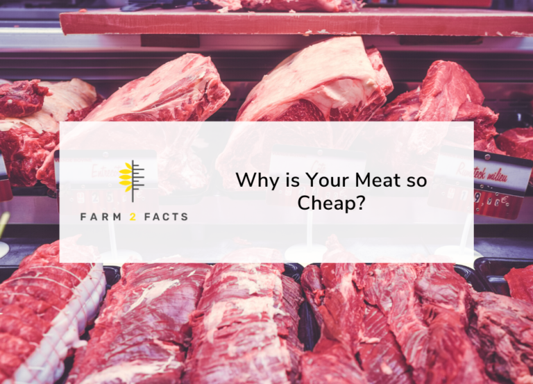 Why Is Your Meat So Cheap? Farm 2 Facts
